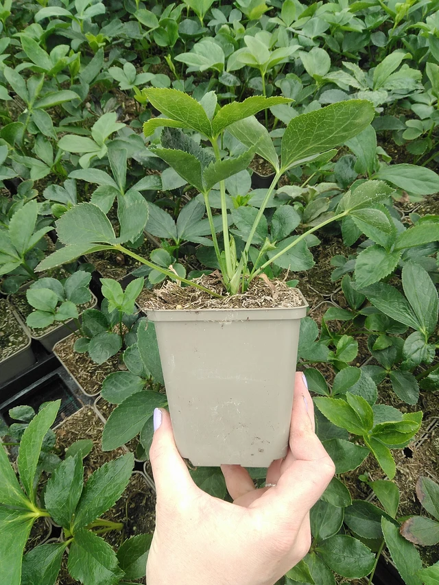 Jouluruusu Pretty Ellen Purple - 9. 6. 2025