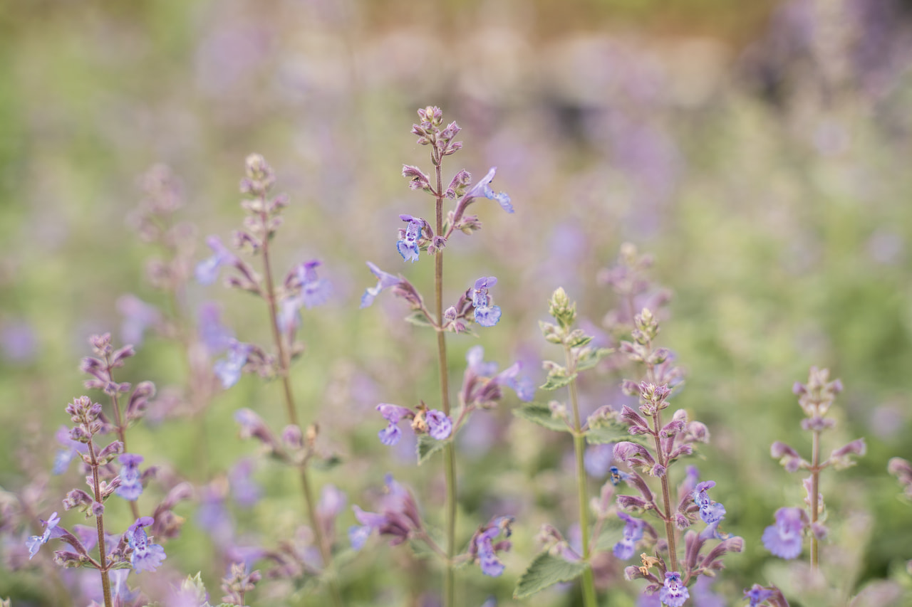 Kissanminttu Walker’s Low, Loukykvět