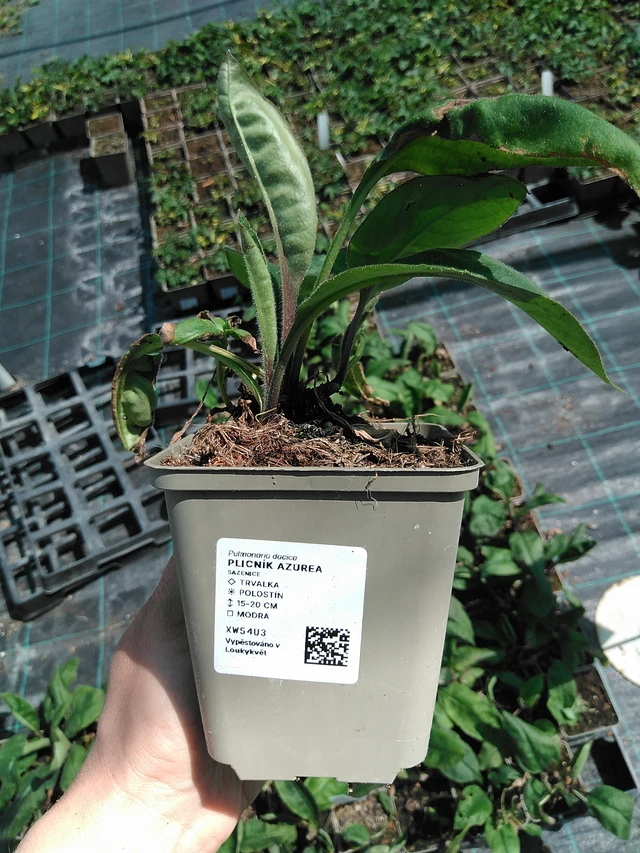 Plicník Azurea - 13. 5. 2025