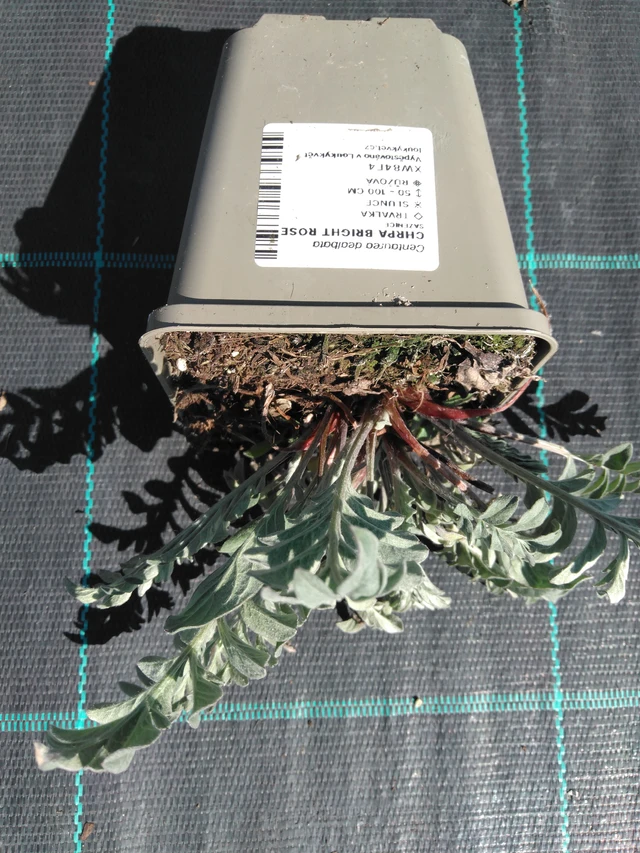 Ruiskaunokki Bright Rose - 3. 4. 2025