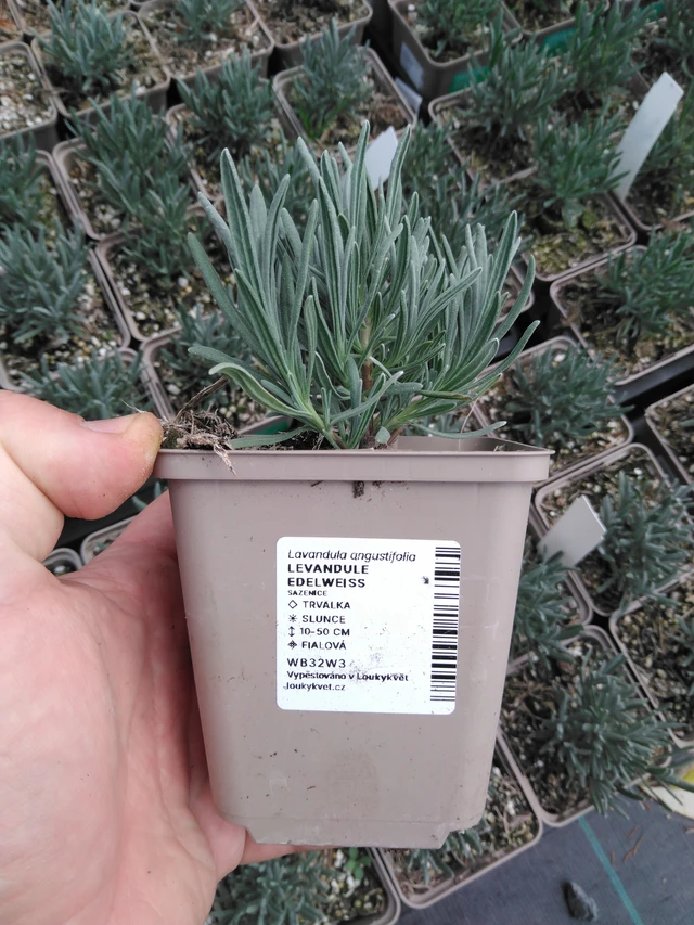 Laventeli Edelweiss - 2024