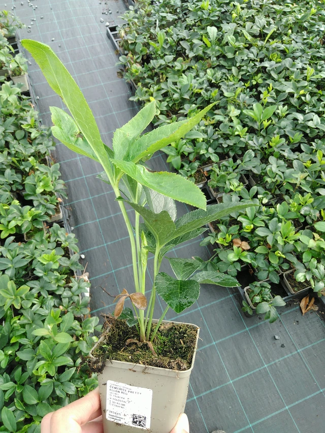 Jouluruusu Pretty Ellen Red - 28. 7. 2025