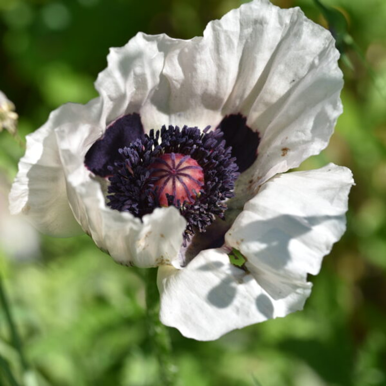 Idänunikko Royal Wedding, Loukykvět