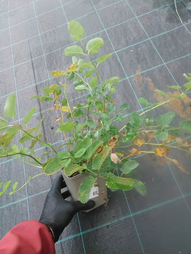 Japaninluppio - 13. 10. 2025