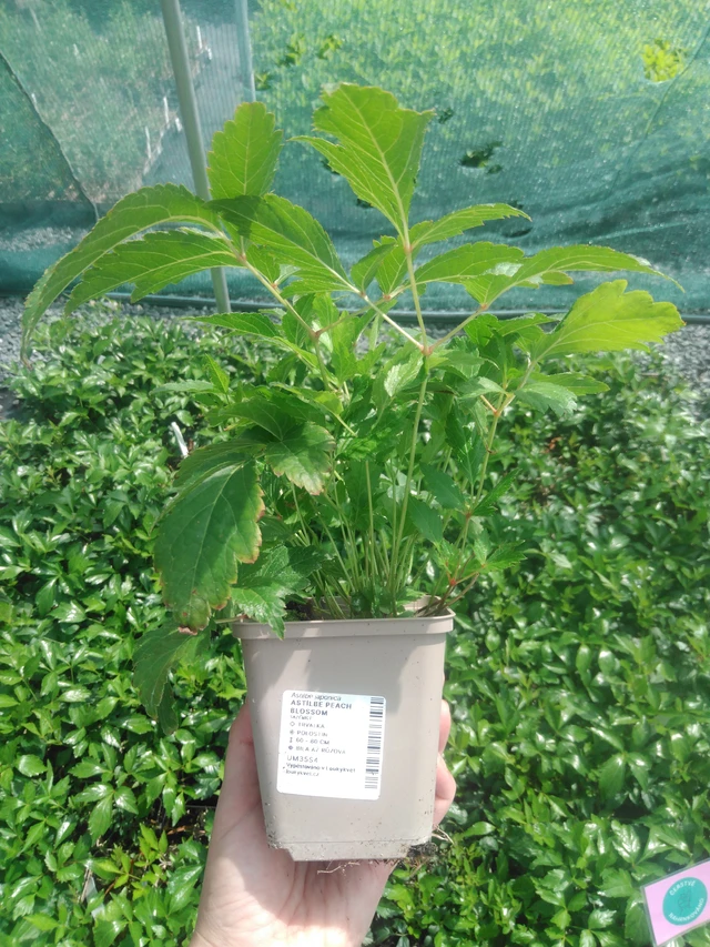 Jaloangervo Peach Blossom - 2024