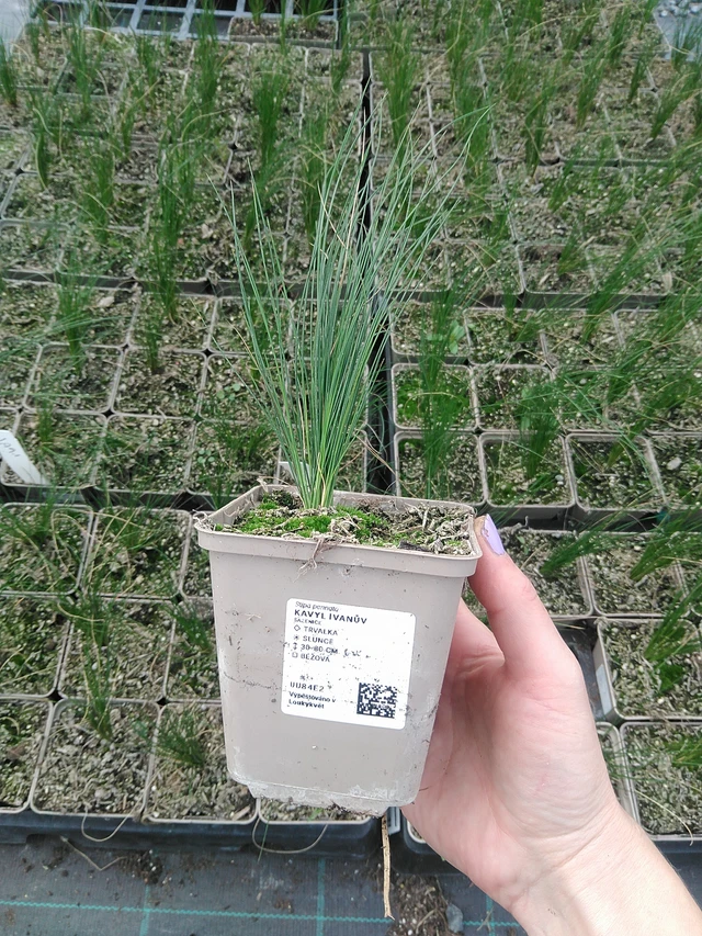 Stipa pennata - 9. 6. 2025