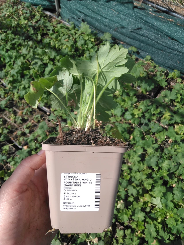 Jaloritarinkannus Magic Fountains White (Dark Bee) - 2024