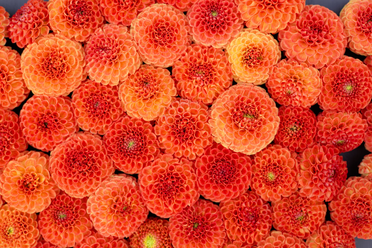 Daalia Bantling, Loukykvět