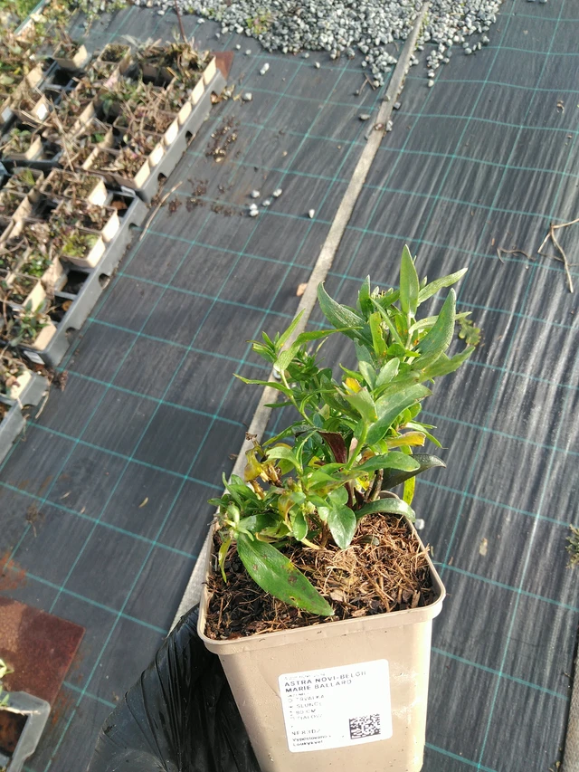 Aster novi-belgii Marie Ballard - 31. 10. 2025