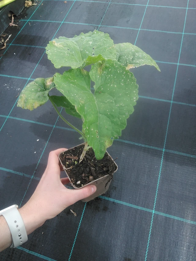 Kesäkuuruoho valkoinen - 17. 7. 2025