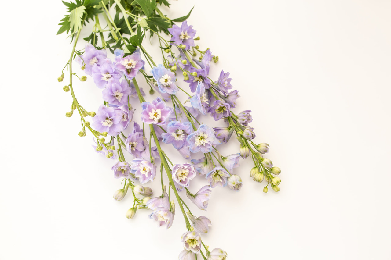 Larkspur Benary’s Pacific Guinevere, Loukykvět