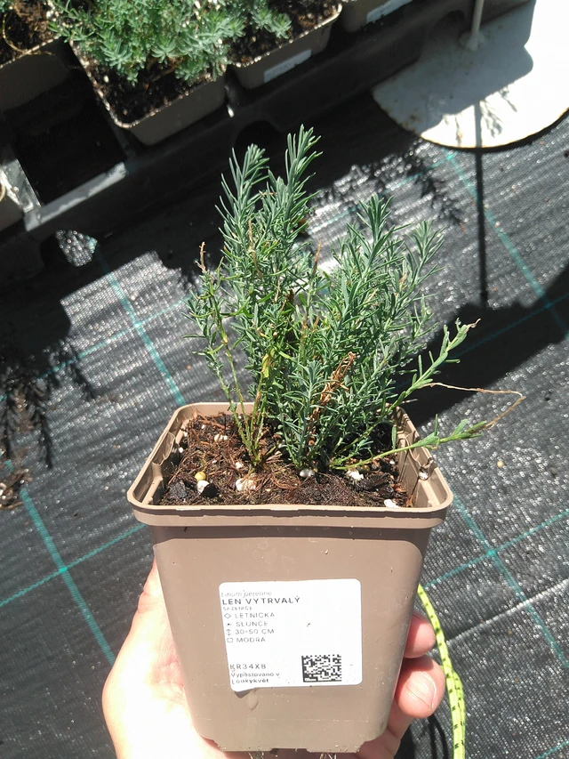 Sinipellava - 2. 7. 2025