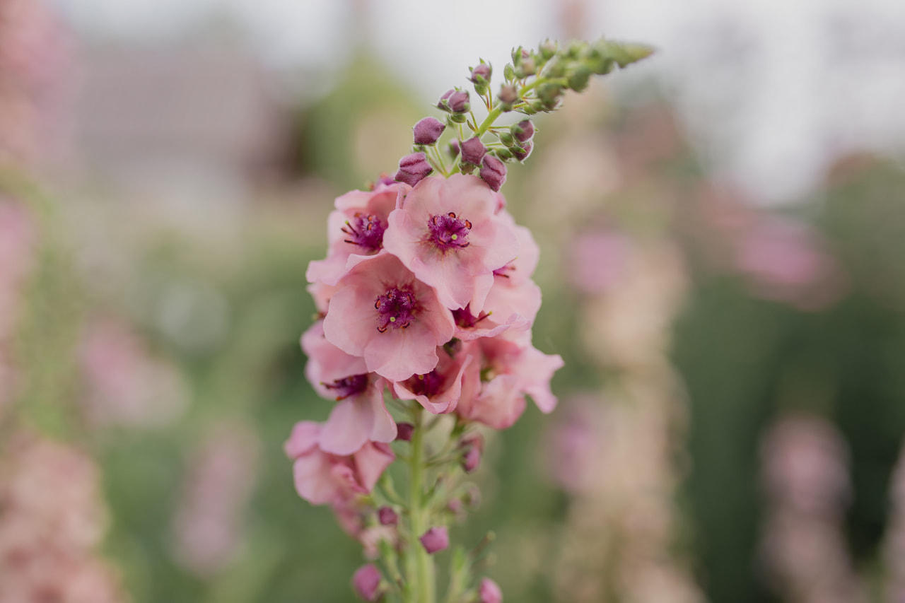 Verbascum Southern Charm, Loukykvět
