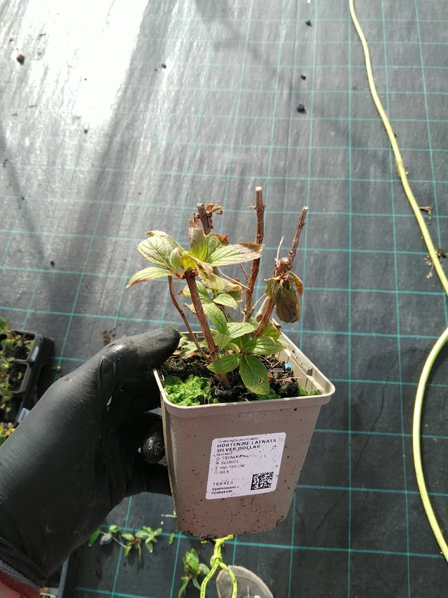 Hortenzie latnatá Silver Dollar - 31. 10. 2025