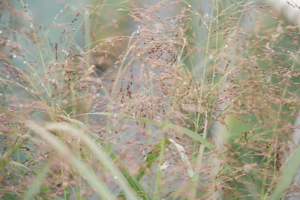 Panicum Squaw, Loukykvět