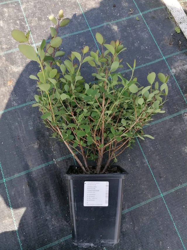 Lumimarja Magical Temptation - 2024