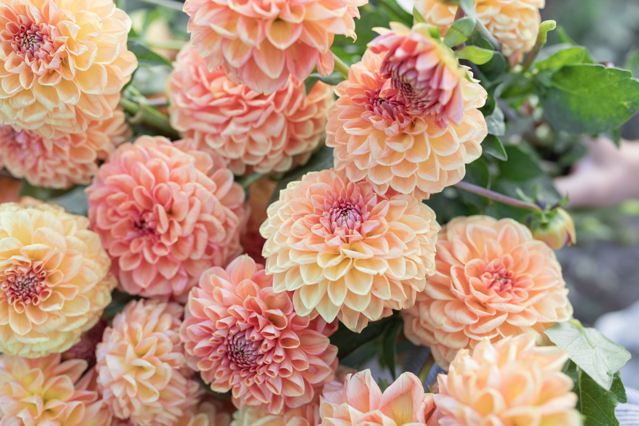 Daalia Apricona, Loukykvět