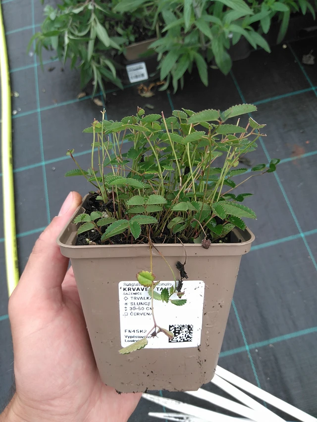 Luppio Tanna - 21. 7. 2025