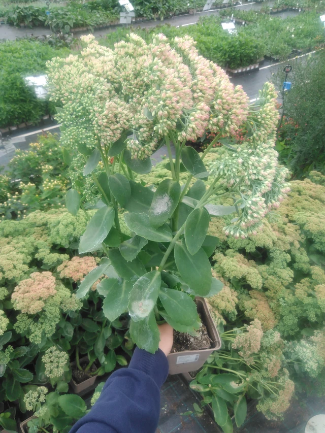Sedum Matrona - 2024