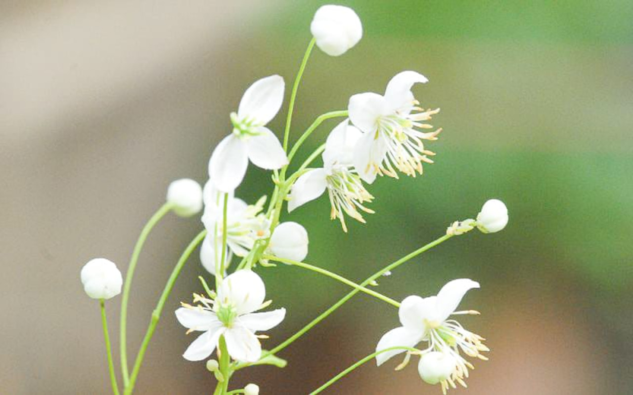 Ängelmä Album, Loukykvět