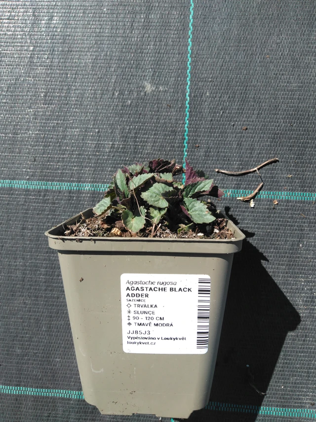 Jätti-iiso Black Adder - 3. 4. 2025