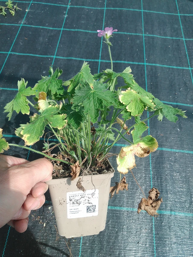 Kurjenpolvi Rose Claire - 24. 6. 2025