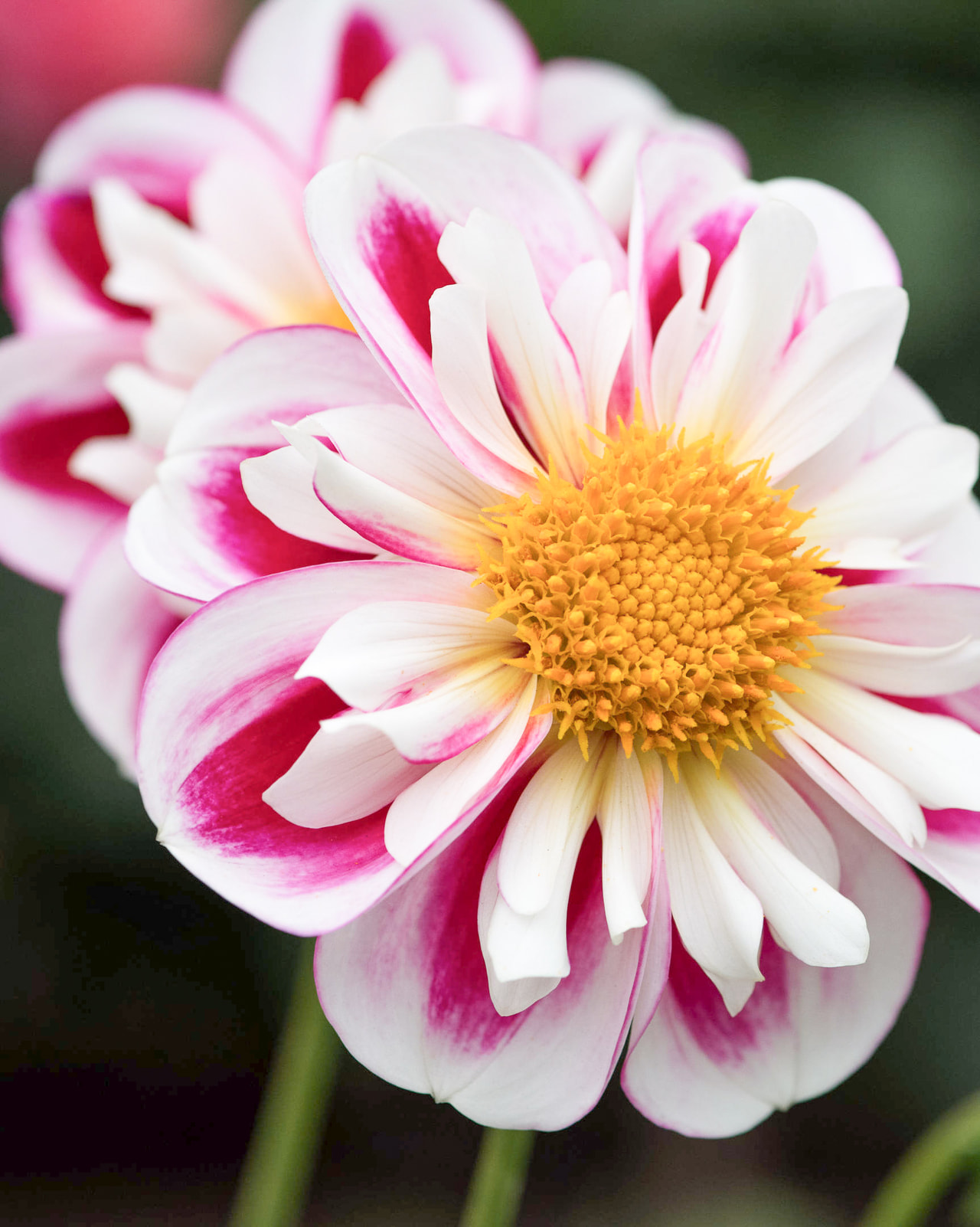 Dalia Bumble Rumble, Loukykvět