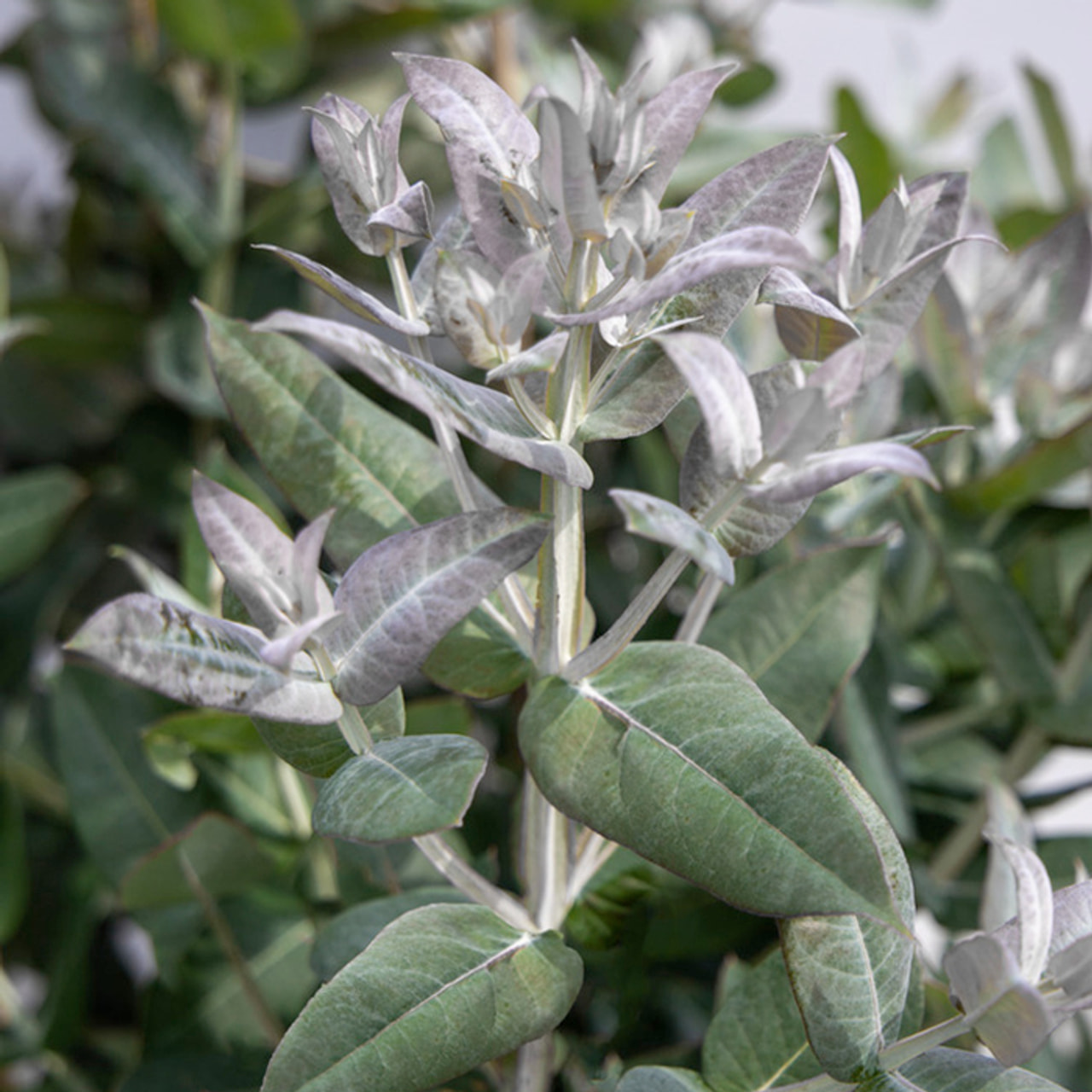 Eucalyptus StyX, Loukykvět