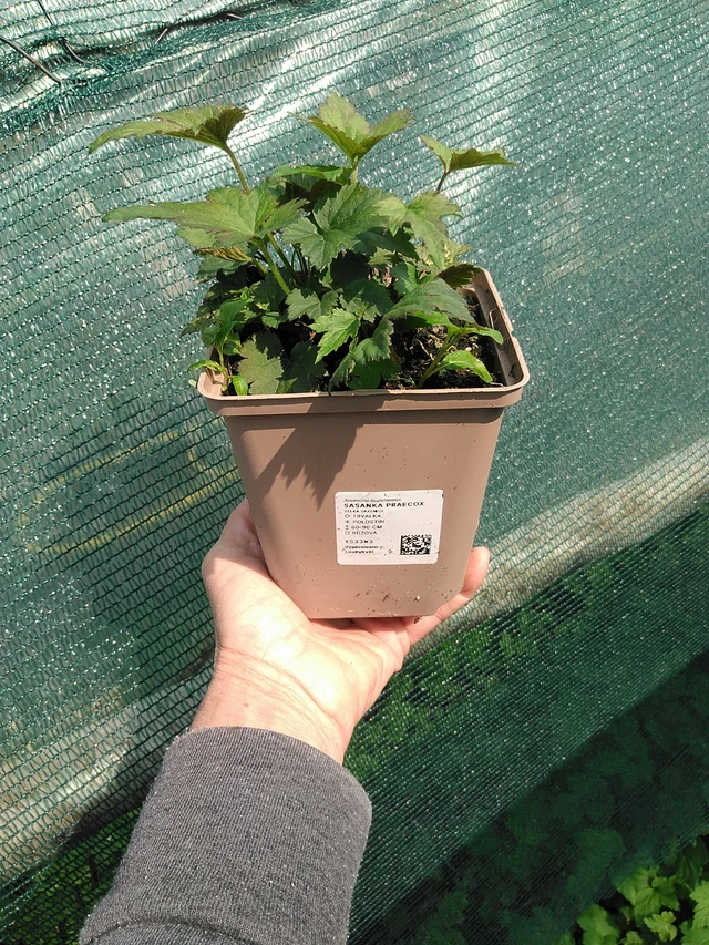 Syysvuokko Praecox - 9. 6. 2025