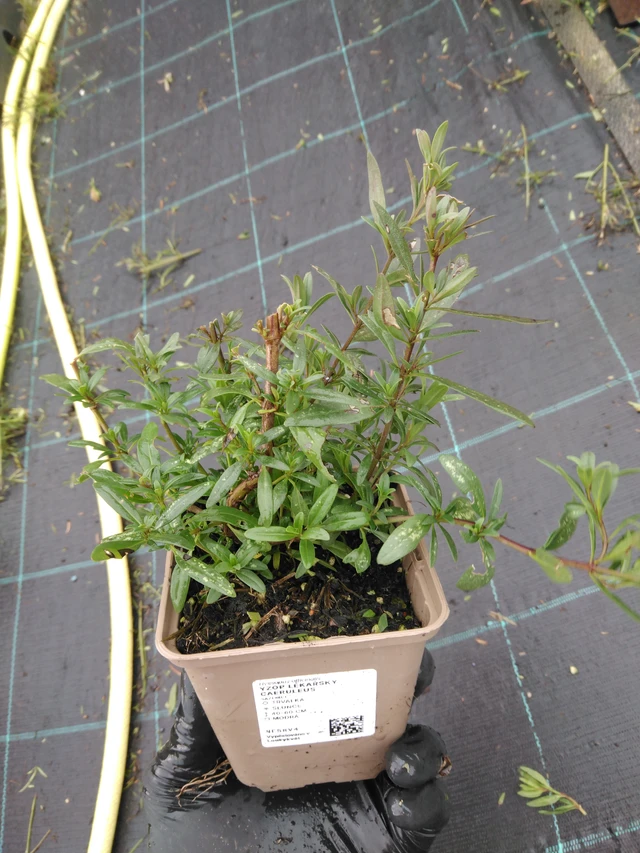 Hisopo Caeruleus - 23. 10. 2025