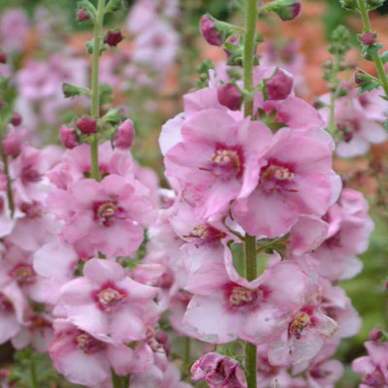 Mullein Pink Domino, Loukykvět