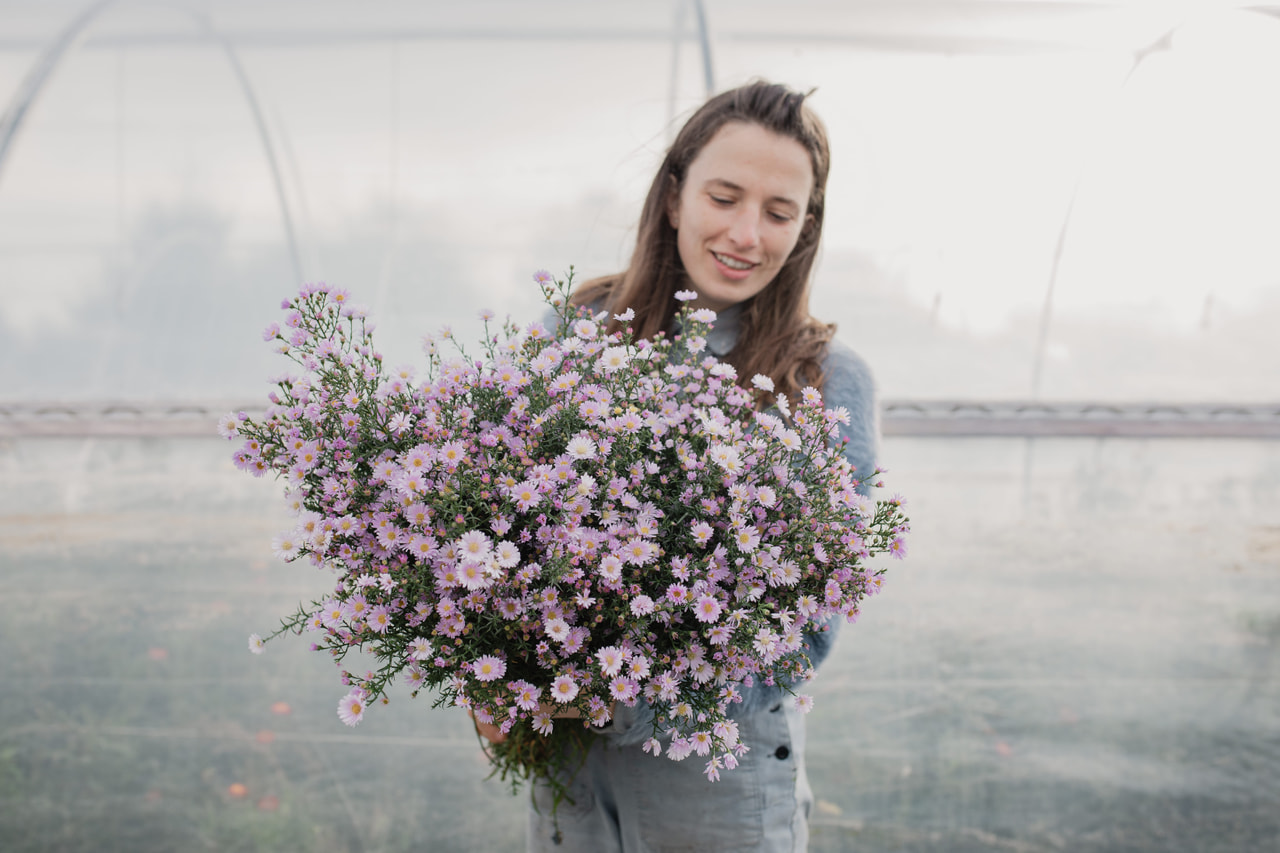 Asteri Claudia, Loukykvět