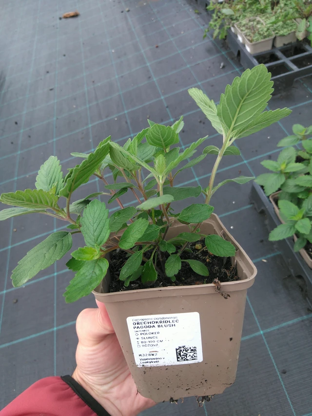 Caryopteris Pagoda Blush - 17. 7. 2025