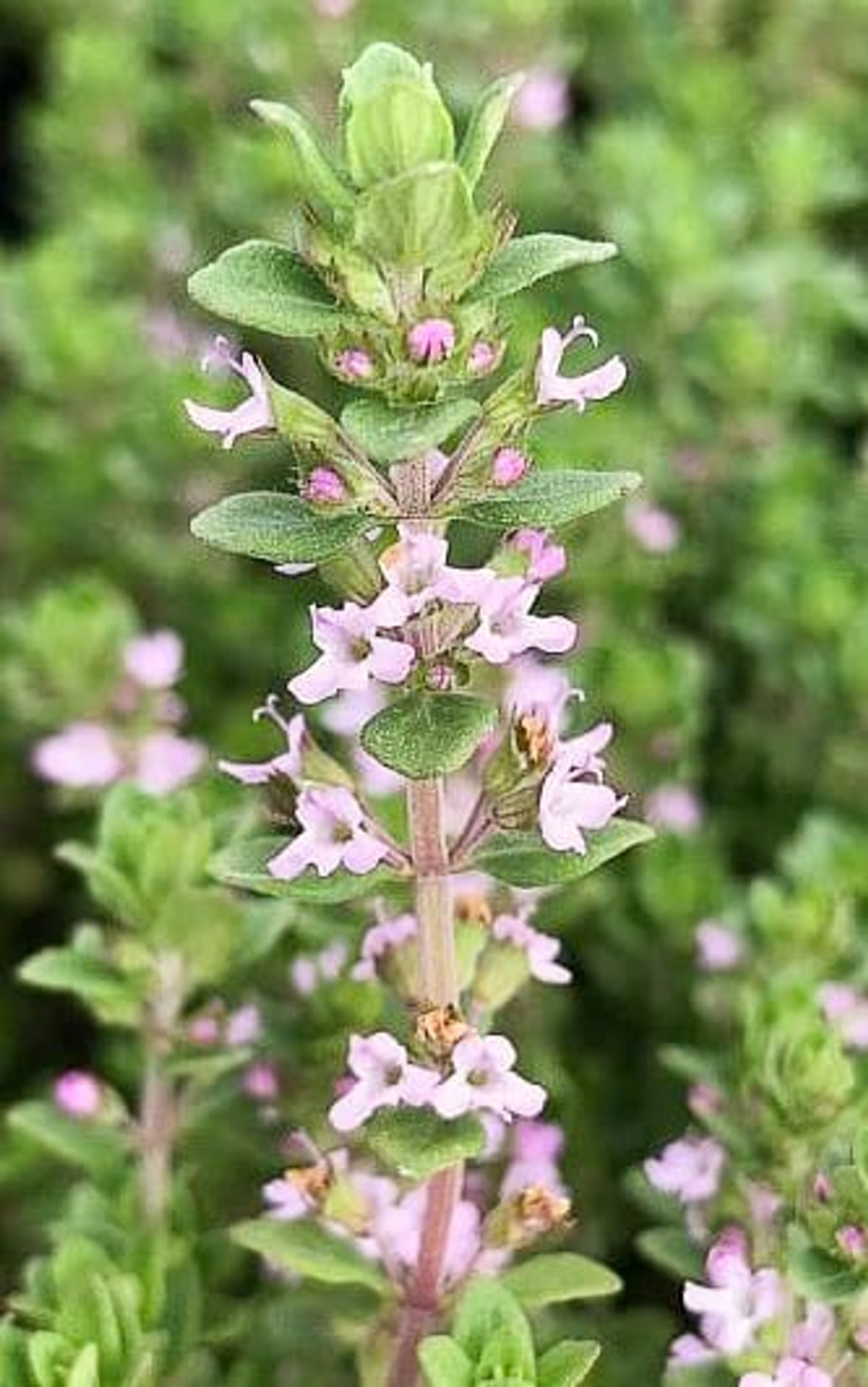 Tomillo rosa, Loukykvět