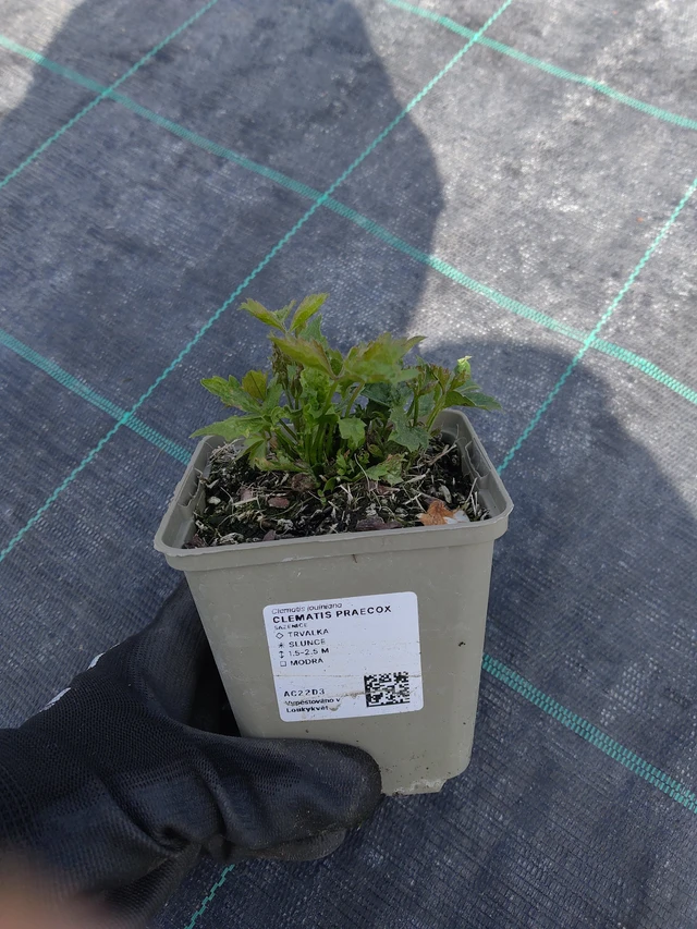 Clematis Praecox - 13. 5. 2026