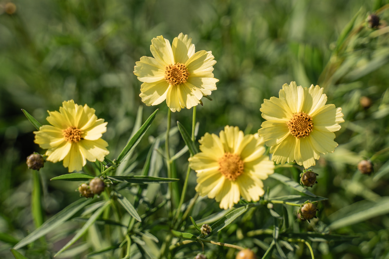 Coreopsis Full Moon, Loukykvět