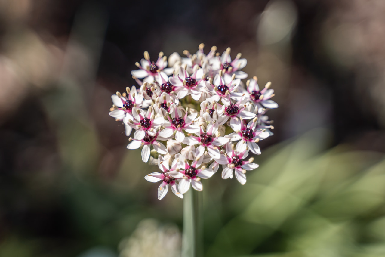 Allium Silver Spring, Loukykvět