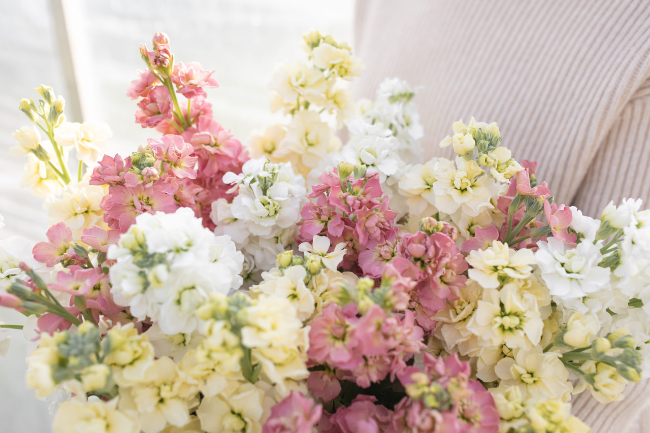 Stock StoX Antique Cream Mix, Loukykvět