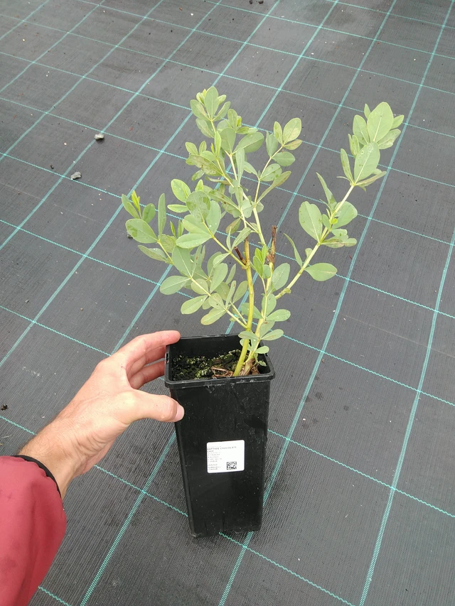 Baptisia Chocolate Chip - 28. 7. 2025