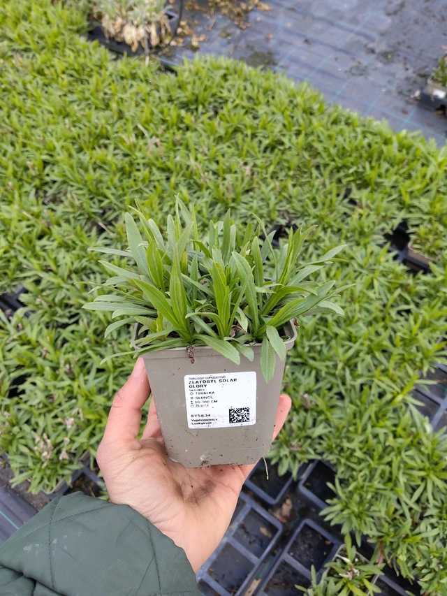 Vara de oro Solar Glory - 21. 4. 2026