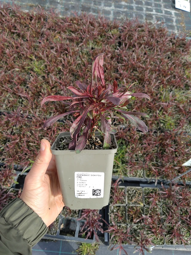Prachtkaars Siskiyou Pink - 13. 5. 2026