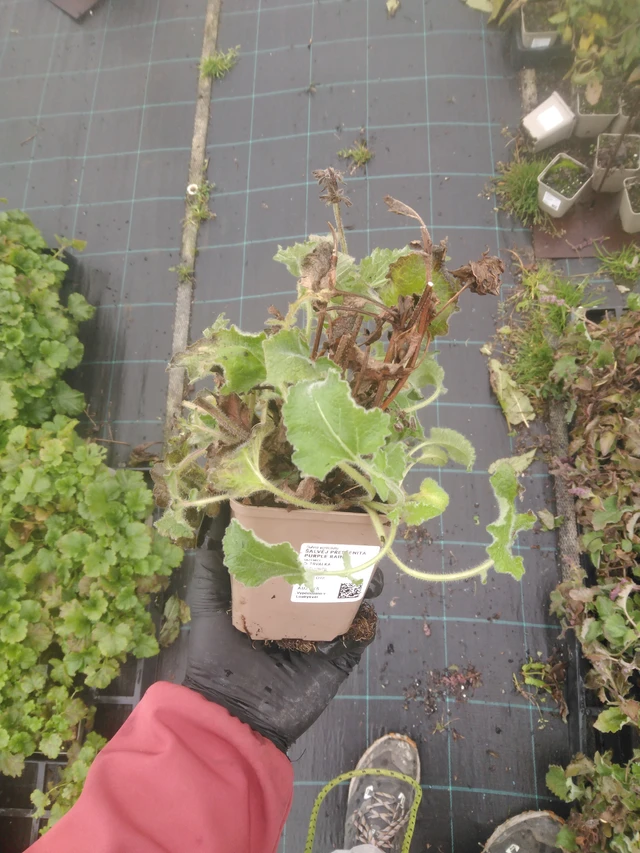 Salvia verticillata Purple Rain - 23. 10. 2025