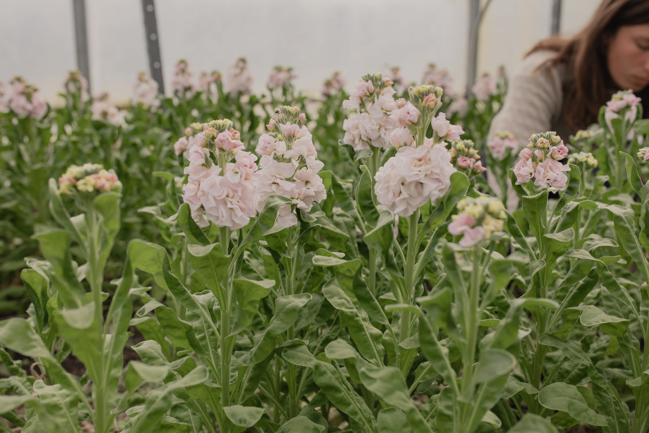 Stock StoX Silver, Loukykvět