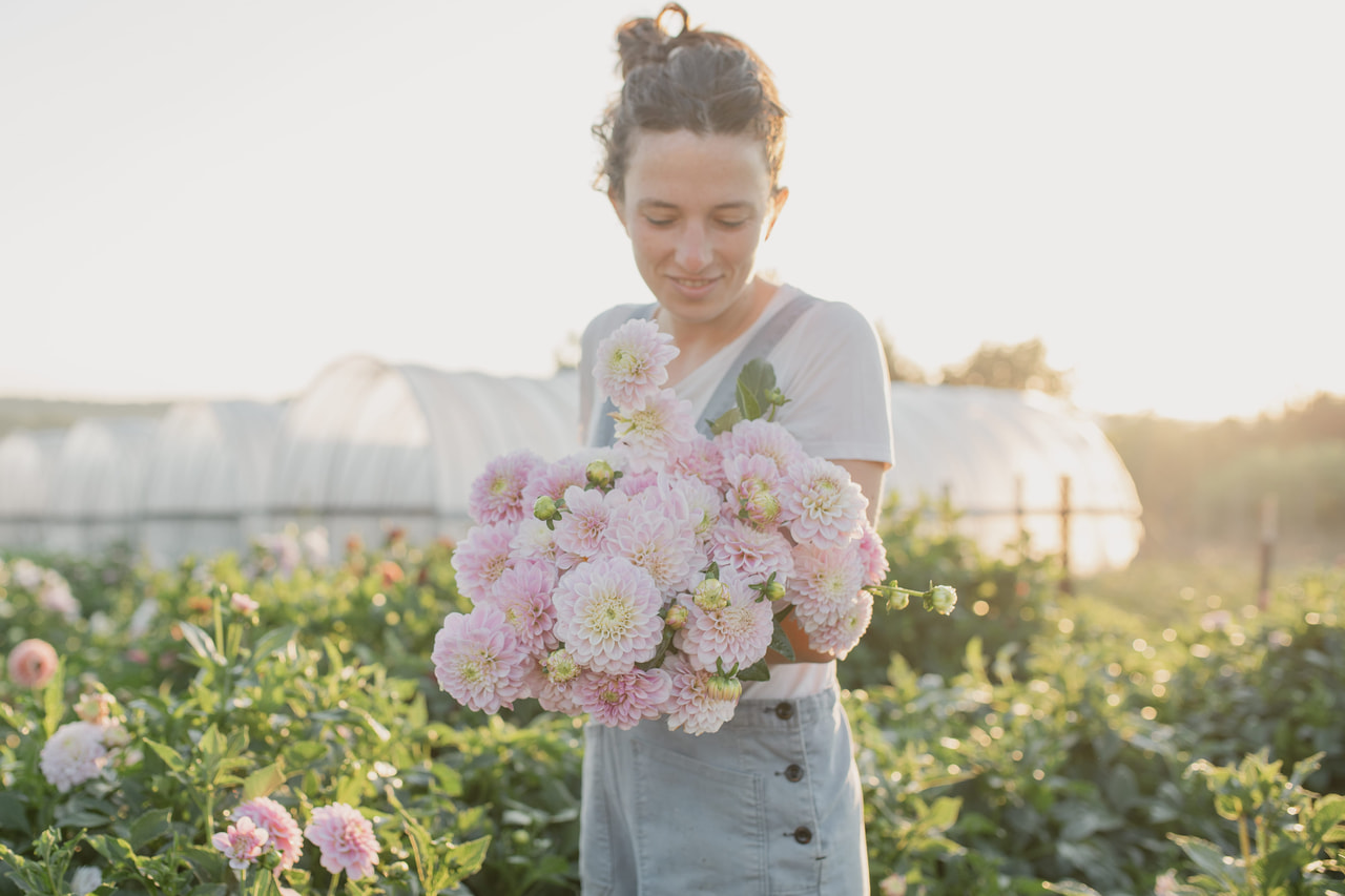 Daalia Pink Silk, Loukykvět