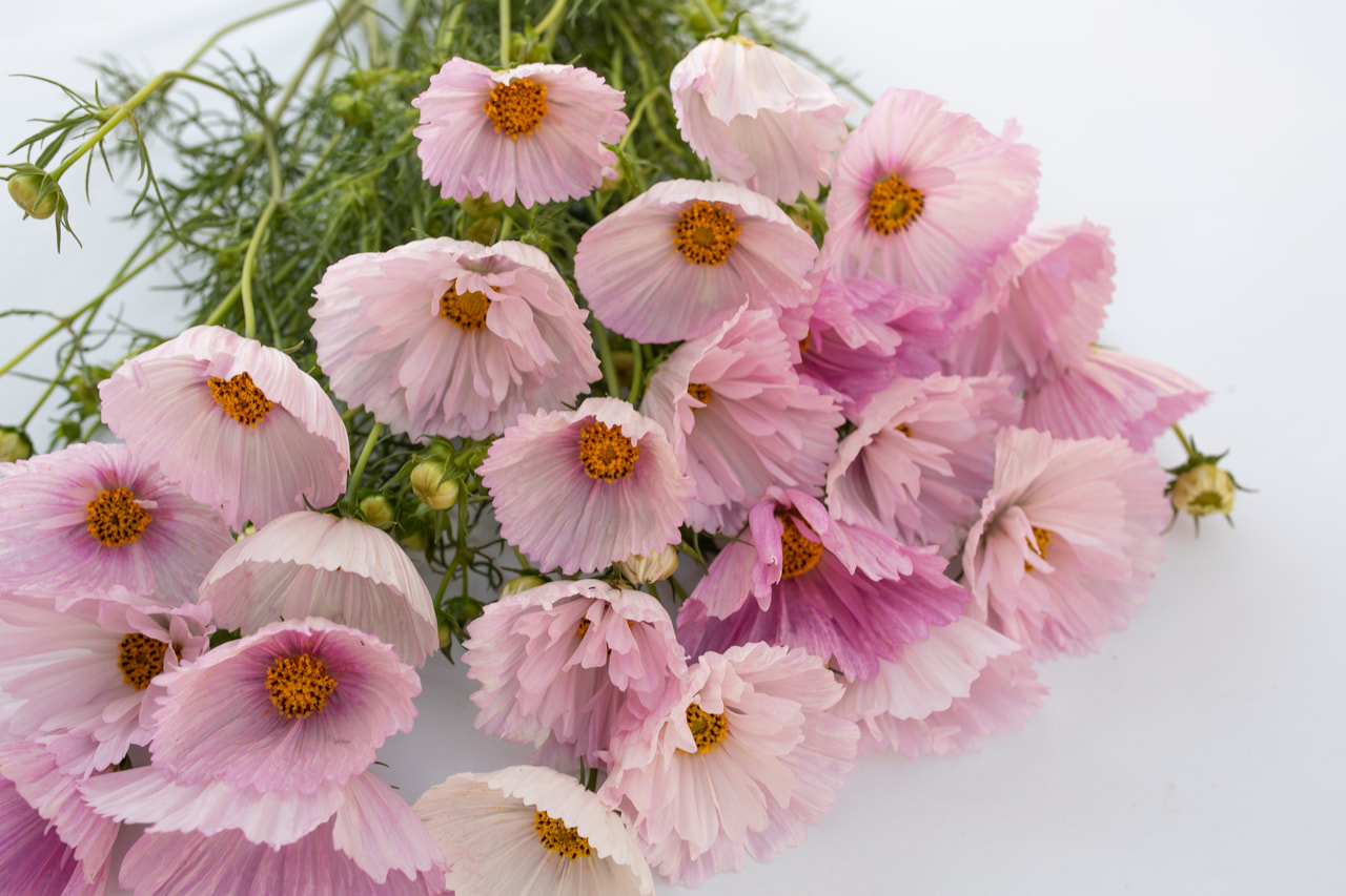 Cosmos Cupcakes Blush, Loukykvět