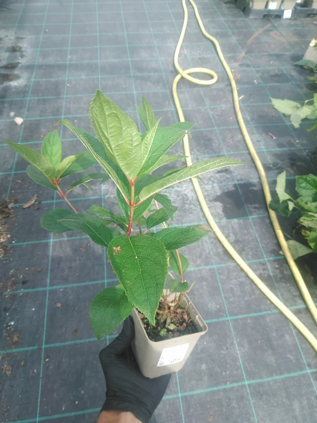 Syyshortensia Pink Diamond - 10. 9. 2025