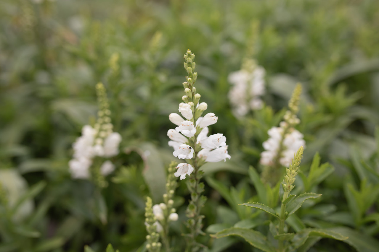 Kellopeippi Miss Manners, Loukykvět