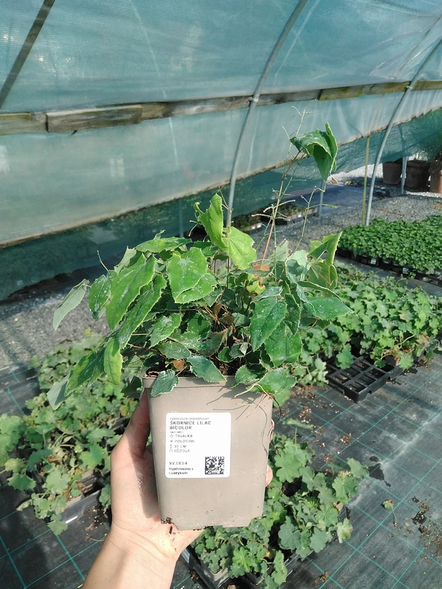 Epimedis Lilac Bicolor - 13. 7. 2026