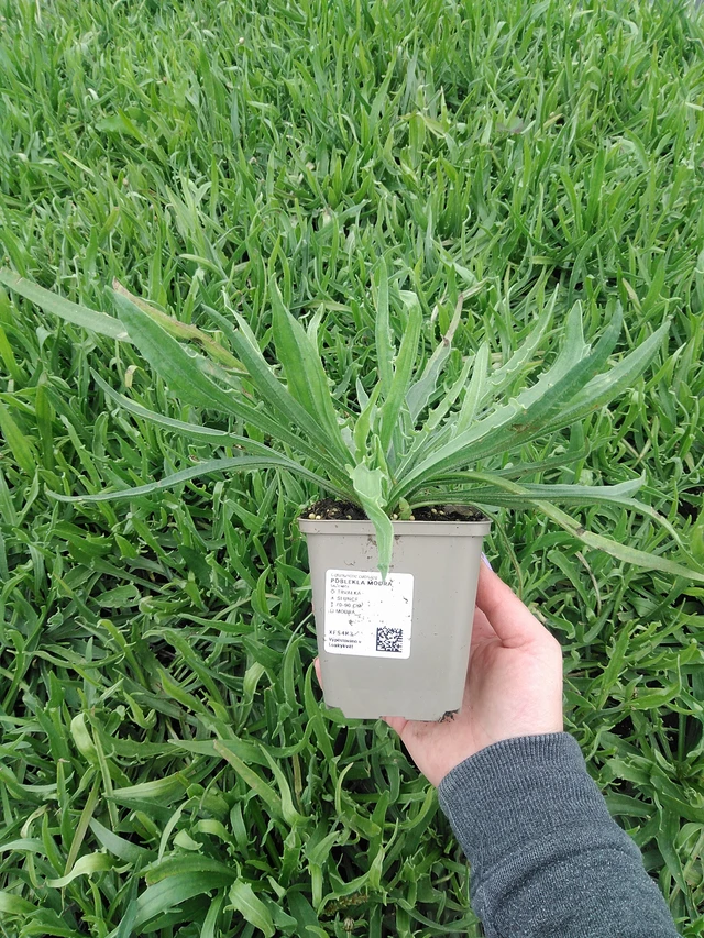 Rakkoiso - 9. 6. 2025