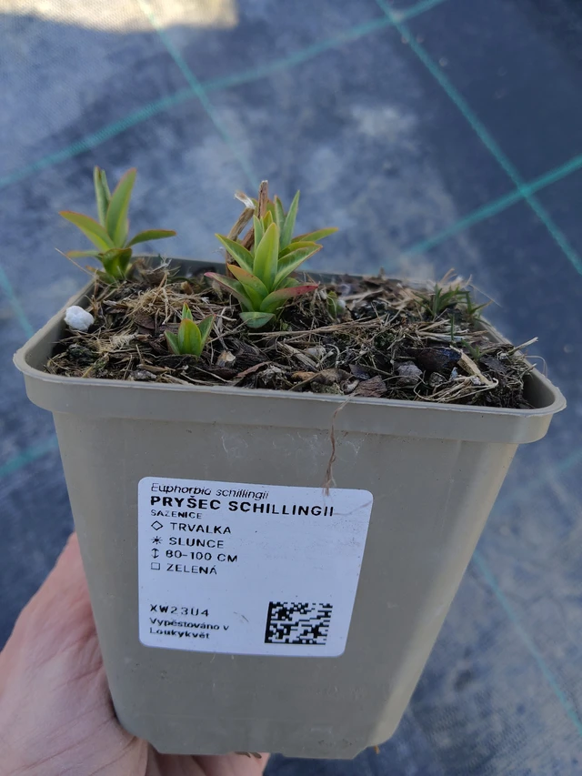 Euforbia schillingii - 27. 3. 2026